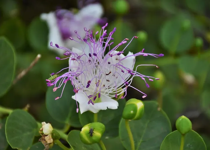 Feriehus Na Chicca E Na Nicchia San Pancrazio Salentino