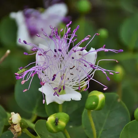 別荘 Na Chicca E Na Nicchia サン・パンクラーツィオ・サレンティーノ