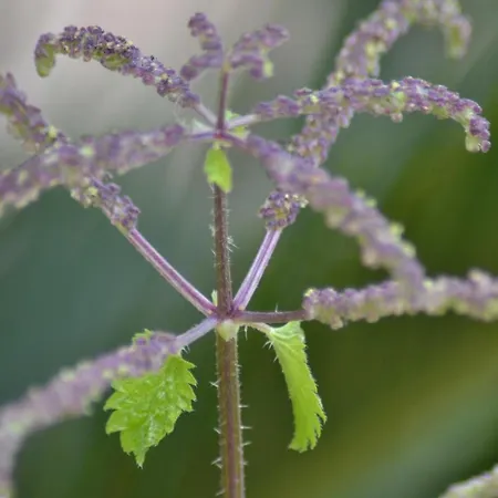 Na Chicca E Na Nicchia 別荘