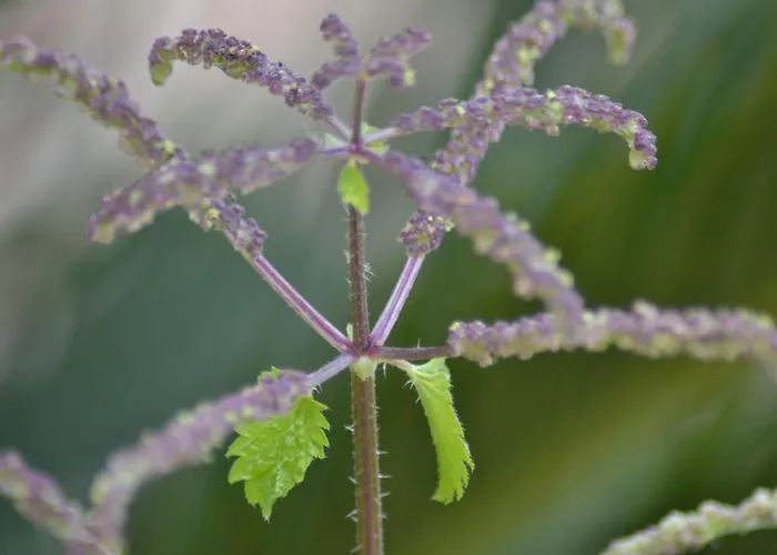 Na Chicca E Na Nicchia Casa vacanze
