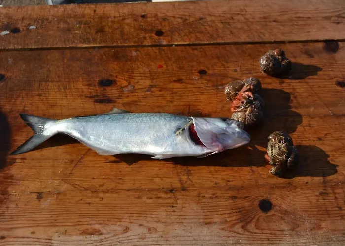 Na Chicca E Na Nicchia サン・パンクラーツィオ・サレンティーノ